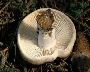 Blackening Russula