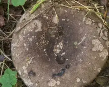 Blackening Russula