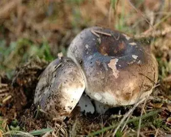 Blackening Russula