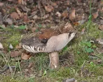 Blackening Russula