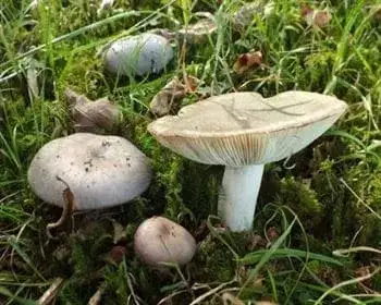 Kékhátú galambgomba