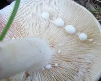 Fehértejű keserűgomba