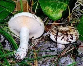 Fehértejű keserűgomba