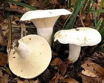 Fehértejű keserűgomba