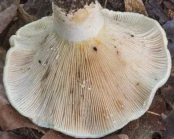 Fleecy Milkcap