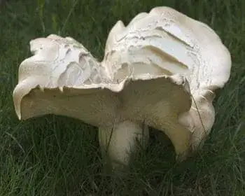 Fleecy Milkcap