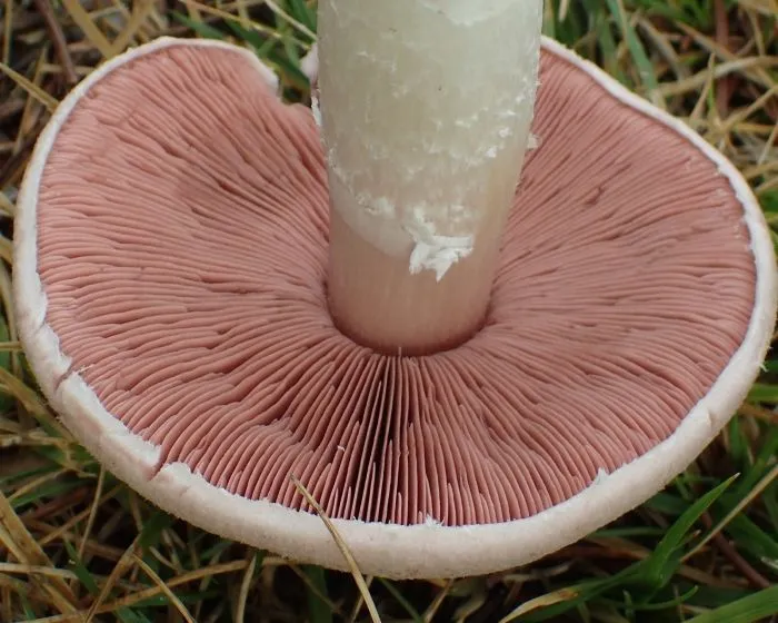 Wiesenchampignon
