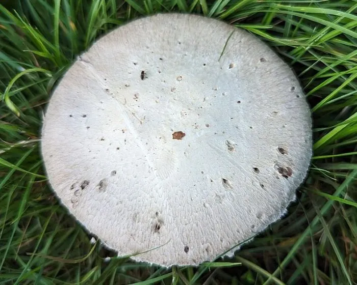 Wiesenchampignon