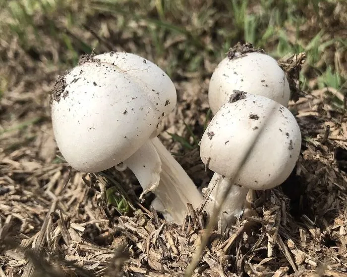 Wiesenchampignon