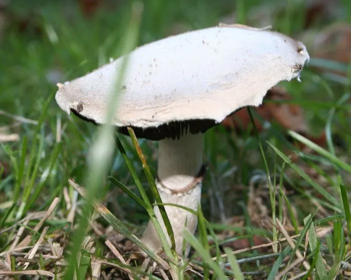 Wiesenchampignon