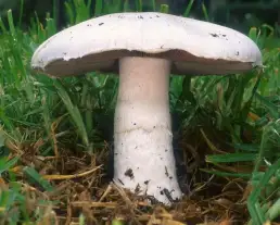 Mezei csiperke