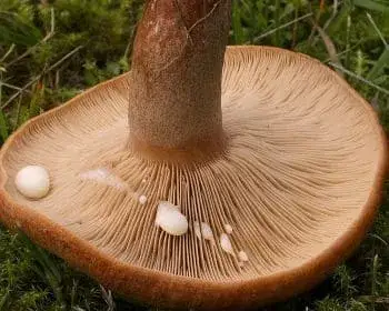 Beruhigter Milchling - Lactarius quietus