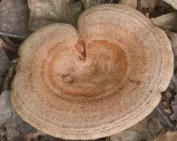 Beruhigter Milchling - Lactarius quietus