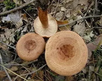 Beruhigter Milchling - Lactarius quietus
