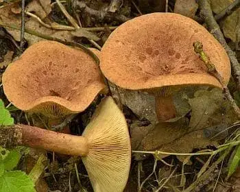 Beruhigter Milchling - Lactarius quietus