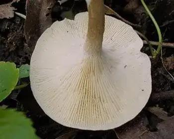 Tiger-Ritterling - Lentinus tigrinus