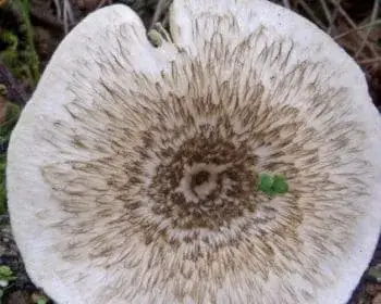 Tiger-Ritterling - Lentinus tigrinus