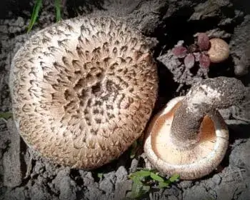 Tiger-Ritterling - Lentinus tigrinus