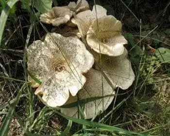 Tiger-Ritterling - Lentinus tigrinus