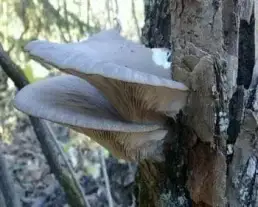 Késői laskagomba