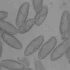 Spore image mushroom spore image