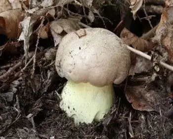 Gyökeres tinóru - Caloboletus radicans