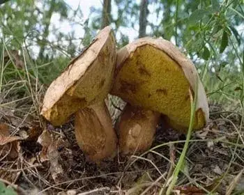 Gyökeres tinóru - Caloboletus radicans