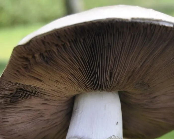 Pavement Mushroom