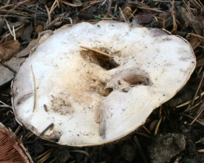 Pavement Mushroom