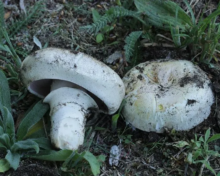 Pavement Mushroom