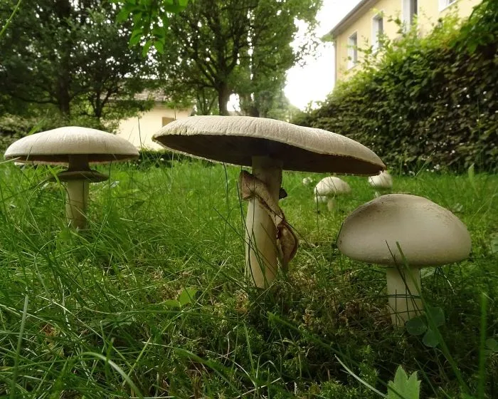 Pavement Mushroom