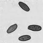 Spore image mushroom spore image