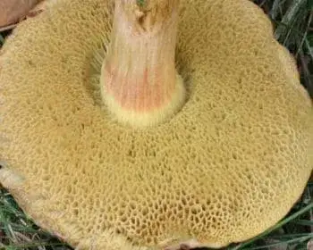 Golden Bolete - Xerocomus chrysenteron