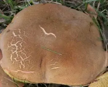 Golden Bolete - Xerocomus chrysenteron