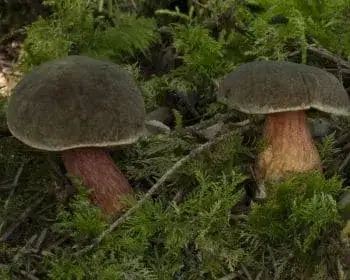Golden Bolete - Xerocomus chrysenteron