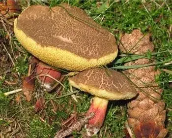 Golden Bolete - Xerocomus chrysenteron