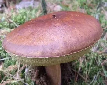 Maronenröhrling - Imleria badia