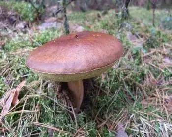 Maronenröhrling - Imleria badia