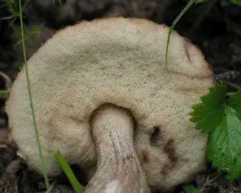 Black-capped Scaber Stalk