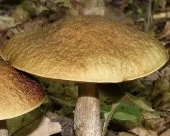 Black-capped Scaber Stalk