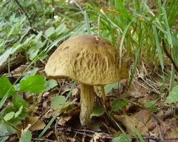 Black-capped Scaber Stalk