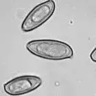 Spore image mushroom spore image