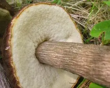 Aspen Bolete - Leccinum duriusculum