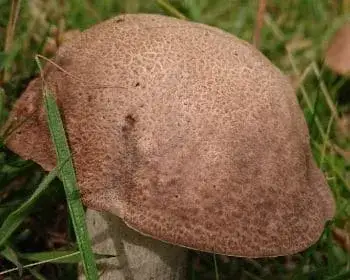 Aspen Bolete - Leccinum duriusculum