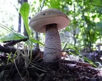 Aspen Bolete - Leccinum duriusculum