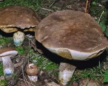 Aspen Bolete - Leccinum duriusculum