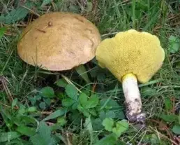 Szemcsésnyelű fenyőtinóru