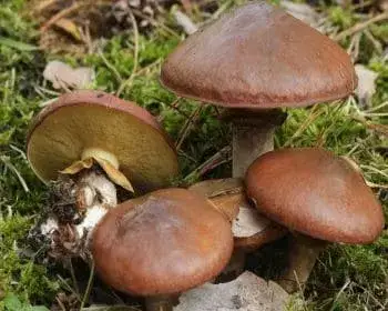 Butterpilz - Suillus luteus