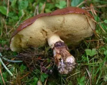 Butterpilz - Suillus luteus