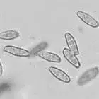 mushroom spore image